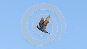 Adult male Purple Martin - Progne subis - in flight in north Florida. Under wing feather detail visible