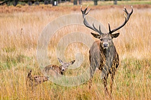 An adult male red deer looks aggressively at the camera