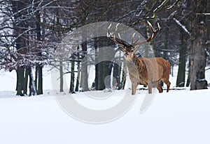 Adult Male Red Deer in Snow, Sherwood Forest,Nottingham photo