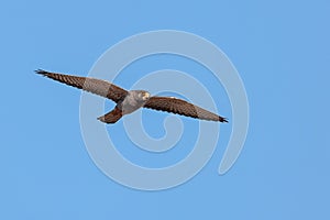 Adult male red-footed falcon on spring migration