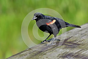 Adult male Red-winged Blackbird - Agelaius phoeniceus - perched on wood rail.