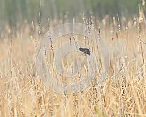 Adult male red-winged blackbird seen balancing on reed with beak open