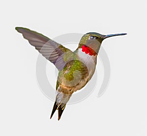 Adult male Ruby-throated Hummingbird - Archilochus colubris