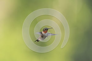 Adult male Ruby-throated Hummingbird displaying his ruby red gorget