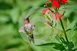 Adult male Ruby-throated Hummingbird rchilochus colubris feeding on a cardinal flower Lobelia cardinalis