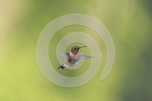 Adult male Ruby-throated Hummingbird displaying his ruby red gorget photo