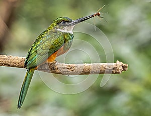 Adult Male Rufous Tailed Jacamar