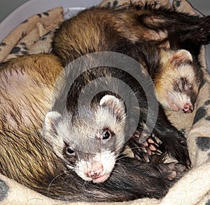 Adult male sable colour ferrets