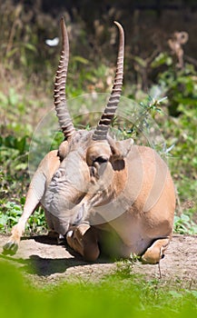 Adult male saiga