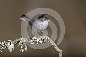 Adult male Sardinian warbler,Sylvia melanocephala