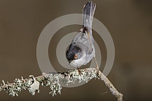 Adult male Sardinian warbler Sylvia melanocephala