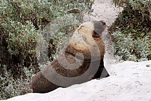 A adult male sea lion with yellowish mane in South Australia