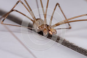 Adult Male Short-bodied Cellar Spider