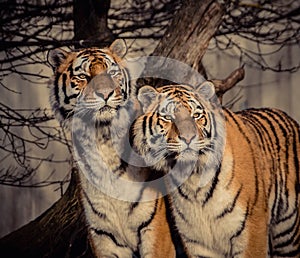 Tigers photo