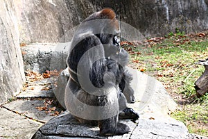 Adult Male Silver-Back Gorilla