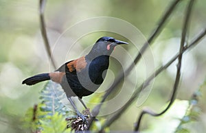 South Island Saddleback, Philesturnus carunculatus