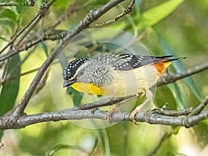 Adult Male Spotted Pardalote