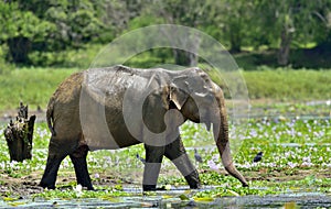 The adult Male of Sri Lankan elephant Elephas maximus maximus feeding