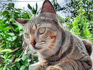 Adult male tabby cat looking at something