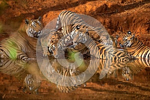 An adult male tiger and his subadult cubs at a waterhole in Bandhavgarh National Park, Madhya Pradesh