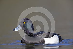 A adult male tufted duck swimming and foraging in a city pond in the capital city of Berlin Germany.