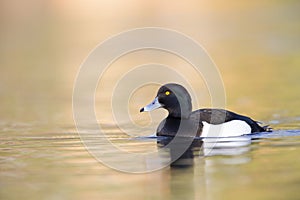 A adult male tufted duck swimming and foraging in a city pond in the capital city of Berlin Germany.
