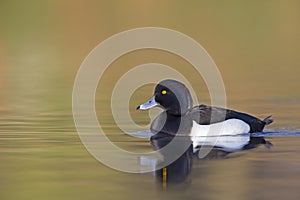 A adult male tufted duck swimming and foraging in a city pond in the capital city of Berlin Germany.