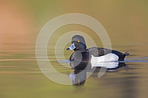 A adult male tufted duck swimming and foraging in a city pond in the capital city of Berlin Germany.