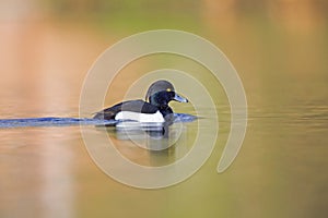 A adult male tufted duck swimming and foraging in a city pond in the capital city of Berlin Germany.