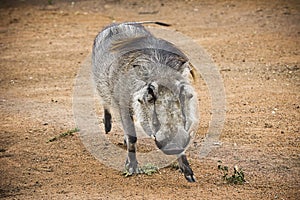 Adult Male Warthog