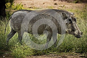 Adult Male Warthog photo