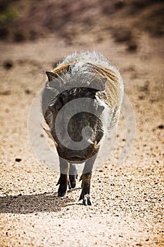 Adult Male Warthog - Portrait