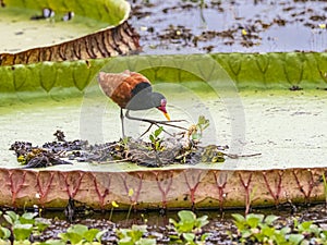 Adult Male Wattled Jacana At Its Nest