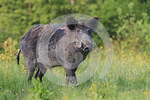 Adult male wild boar, sus scrofa, in spring fresh grassland with flowers.