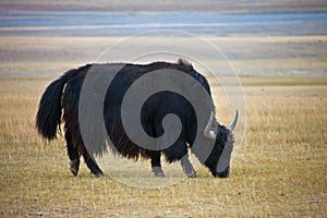 Adult male wild Yak grazing in the steppe