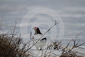 Adult male willow ptarmigan hiding among willow branches and looking over his shoulder