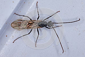 Adult Male Winged Ant