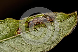 Adult Male Winged Ant