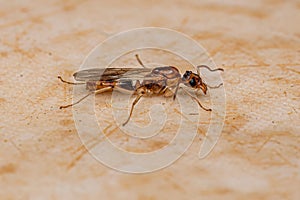 Adult Male Winged Ant