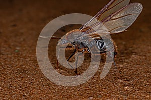 Adult Male Winged Atta Leaf-cutter Ant