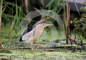 An adult male and a young Little Bittern