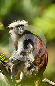 An adult male of the Zanzibar Red Colobus photo