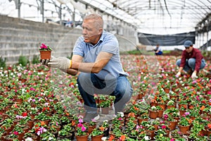 Adult man holding flower pot with impatiens waller