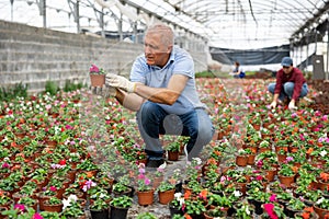 Adult man holding flower pot with impatiens waller