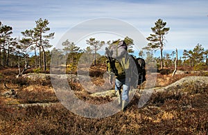 Adult man, strong male photographer carrying heavy backpacks, walking into the Norwegian forest for his next shoot.