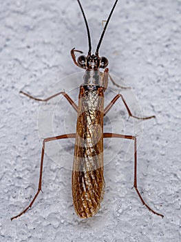 Adult Mantoidid Mantis