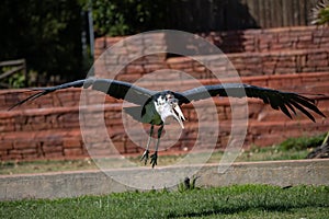 Adult Marabou flying in captivity