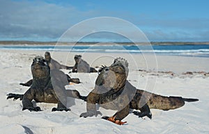 Iguana on Galapagos Islands photo