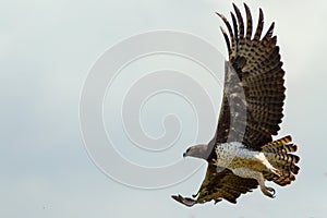 Adult Martial Eagle Flying