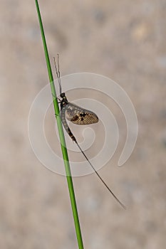 Adult mayfly, ephemera danica, resting on a blade of grass photo